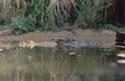 Crocodile's Revenge, Endangered and Dangerous Salt Water Crocodiles