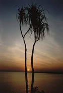Pandanus near Darwin on the Arafura Sea